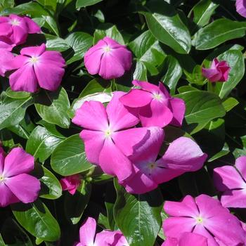 Catharanthus roseus 'Virtuosa Orchid' 