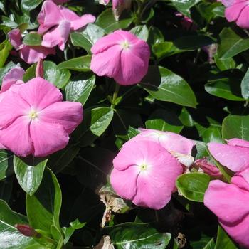 Catharanthus roseus 'Virtuosa Pink' 