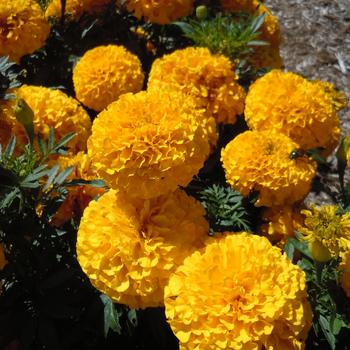 Tagetes erecta 'Proud Mari Gold' 