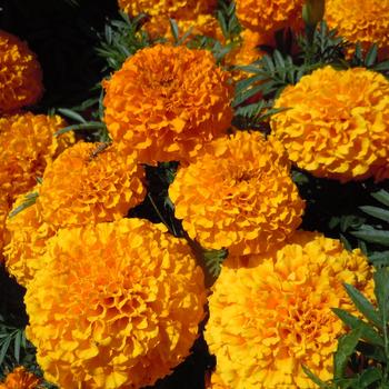 Tagetes erecta 'Proud Mari Orange' 