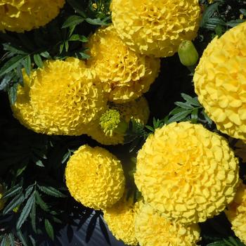 Tagetes erecta 'Proud Mari Yellow' 