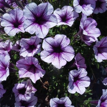 Petunia 'Blue Vein' 