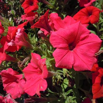 Petunia 'Red' 