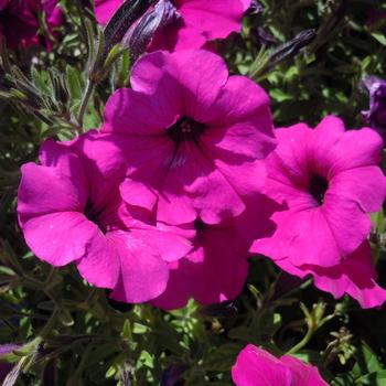 Petunia 'Purple' 