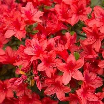 Rhododendron Southern Indica Hybrid 'Red Formosa' 