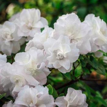 Rhododendron Linwood hybrid 'Hardy Gardenia' 