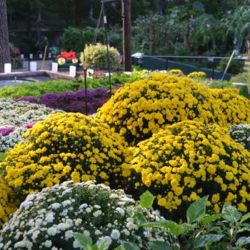 Chrysanthemum 'Multiple Varieties'