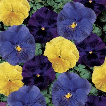 Viola x wittrockiana 'Tricolor Mix' 