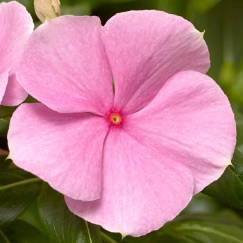 Catharanthus roseus Cora® XDR Light Pink