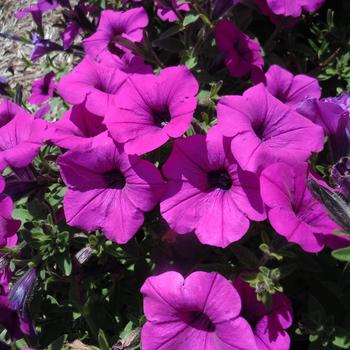 Petunia 'Electric Lilac' 