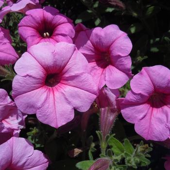 Petunia 'Royal Pink' 