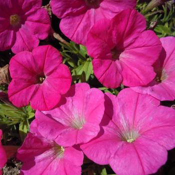 Petunia 'Hot Pink' 