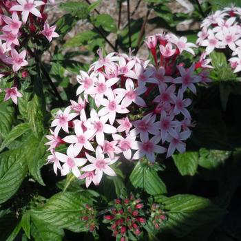 Pentas lanceolata 'Appleblossom' 