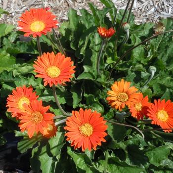 Gerbera 'Cheeky Orange' 