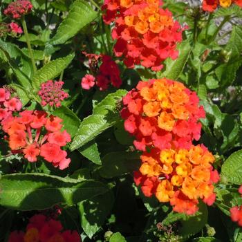 Lantana Heartland® Orange