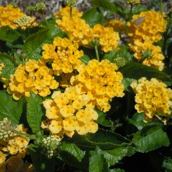 Lantana 'Sunshine' 