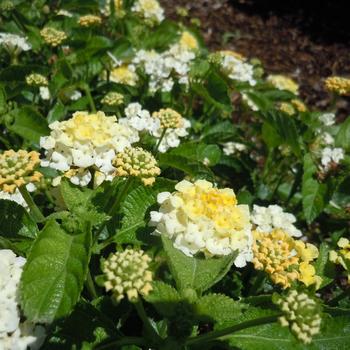 Lantana 'Citrus' 