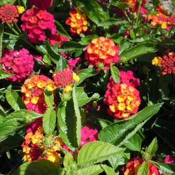 Lantana Heartland® Neon