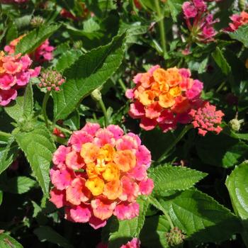 Lantana 'Pink Sunset' 