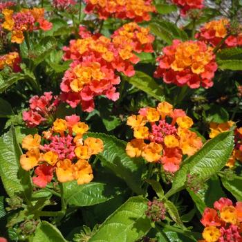 Lantana 'Harvest Moon' 