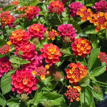 Lantana 'Pink Sky' 