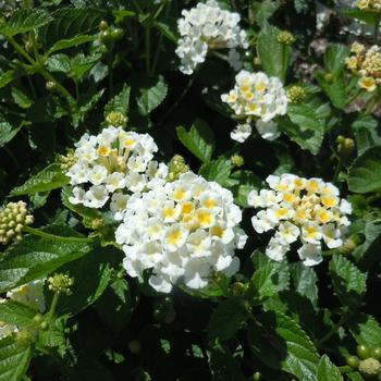 Lantana Heartland® 'White'