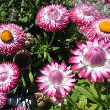 Bracteantha bracteata 'Granvia Pink' 