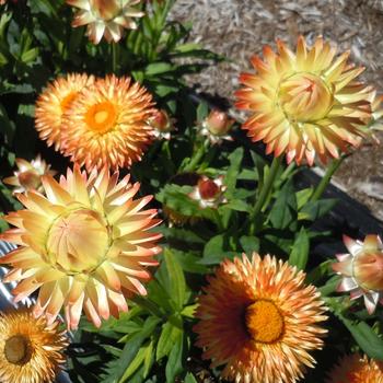 Bracteantha bracteata 'Granvia Peachy Keen' 