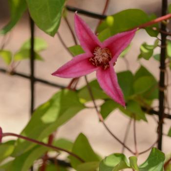 Clematis texensis 'Happy Diana' 