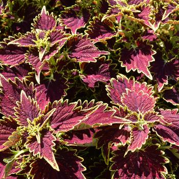 Coleus 'Bourbon Street' 