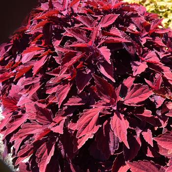 Coleus 'Younge Street' 