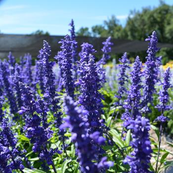 Salvia farinacea Cathedral™ 'Deep Blue'