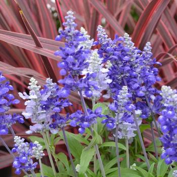 Salvia farinacea 'Sky Blue' 