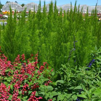 Eupatorium capillifolium 'Elegant Feather'