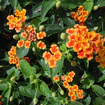 Lantana camara Evita 'Sunrise'