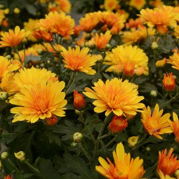 Chrysanthemum x morifolium 'Hot Spot Bronze'