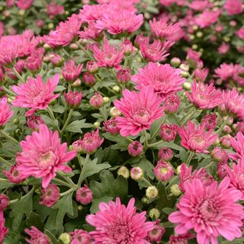 Chrysanthemum x morifolium 'Paintbox Purple' 