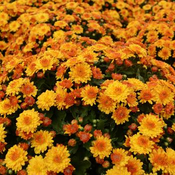 Chrysanthemum x morifolium 'Soul Sister Orange' 