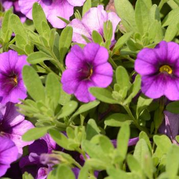 Calibrachoa 'Bloomtastic Purple' 