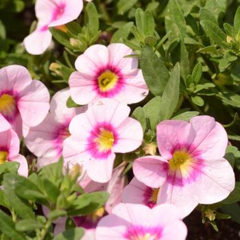 Calibrachoa 'Bloomtastic Rose Quartz' 