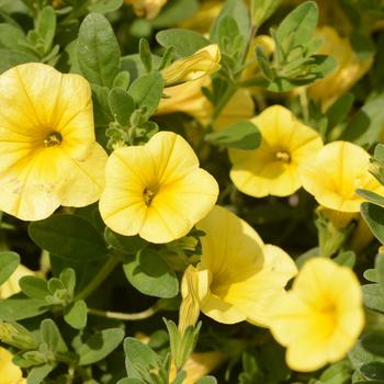 Calibrachoa 'Bloomtastic Yellow' 