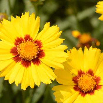 Coreopsis grandiflora 'Halo' 