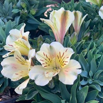 Alstroemeria 'Inca Vanilla™' 