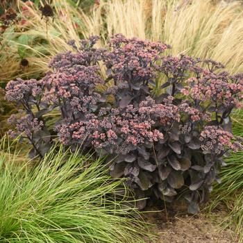 Sedum Rock 'N Grow® 'Back in Black'