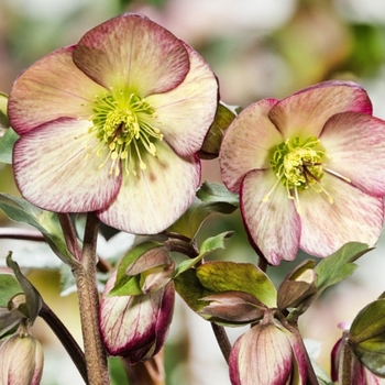 Helleborus 'Dark Picotee' 