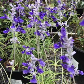 Salvia farinacea