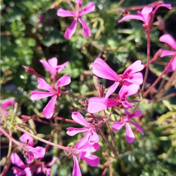 Pelargonium x antipodeum 'Pink Spice' 