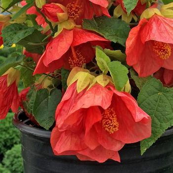 Abutilon Patio Lantern™ Passion