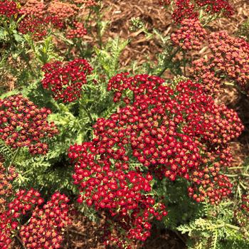 Achillea millefolium 'Lemon Cherry Fizz' PP32932