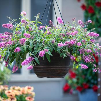 Buddleia davidii Baby Buzz™ 'Basket Pink'